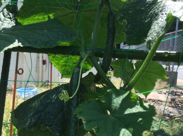 レールエンジニアの農園